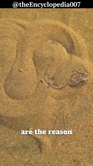 The Deadly Saw Scaled Viper смотреть онлайн