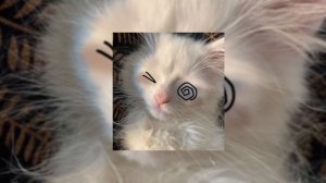 [Вайбовые]-Русские-Треки/ночной вайб/особый вайп ☆*: .｡. o(≧▽≦)o .｡.:*☆