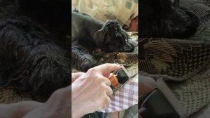 Супер машинка для стрижки собак (черный терьер). Лучше мозера!