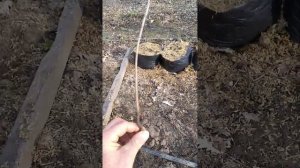 пересадка аземины и её корни 1,2,3 год.  март23