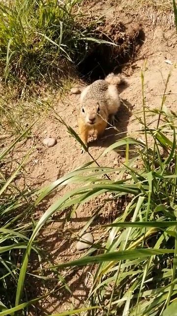 Суслики острова Татышев #shorts смотреть онлайн