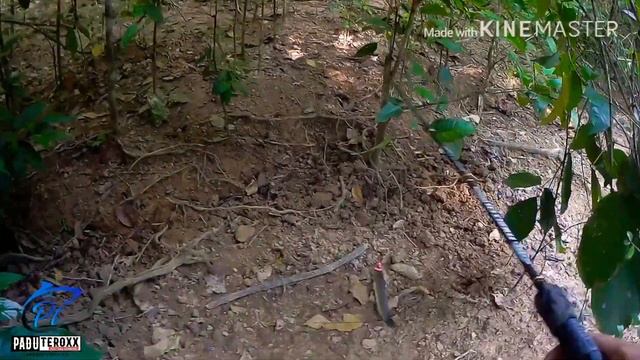 Casting snakehead@haruan di spot sungai mati... смотреть онлайн