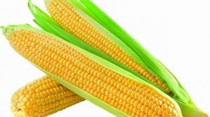 31. YELLOW CORN