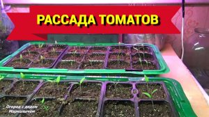 САЖАЕМ РАССАДУ ТОМАТОВ. ПОЛЕЗНЫЕ СОВЕТЫ и ПРОЦЕСС ПОСАДКИ.