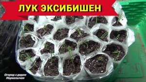 Какие семена лучше. ЛУК ЭКСИБИШЕН. Сравнение семян.