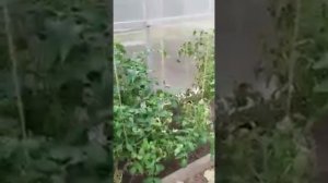 Баньо,дамла и средство общей уборки для огорода