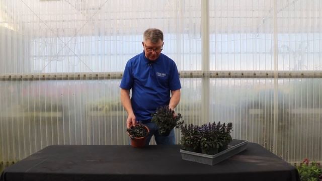 TERRA NOVA Nurseries Inc. - Ajuga Blueberry Muffin