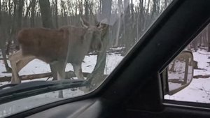 Неожиданная встреча с лосем в лесу.