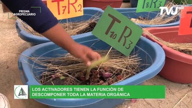 Comportamiento productivo y reproductivo de la lombriz roja californiana (Eisenia foetida) смотреть онлайн