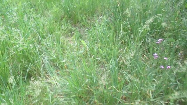 Виктор Безгодков. Растения не несут жару... смотреть онлайн