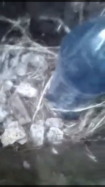 Садоводство с Sамоделкиным: Выращиваем Виноград Часть 1