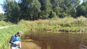 посадка лилии в пруд