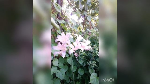 Огонь Любви 🦋🕎🦋 смотреть онлайн