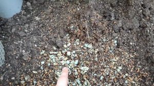 Посадка какао в грунт оранжереи