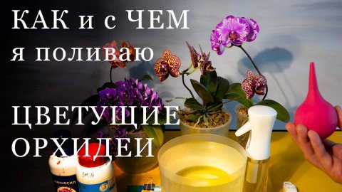 Как И С Чем Я Поливаю Цветущие Орхидеи