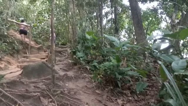 Jungle sounds, Brazil / Звуки джунглей, Бразилия смотреть онлайн