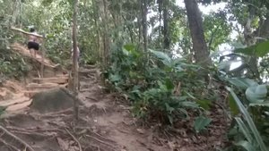 Jungle sounds, Brazil / Звуки джунглей, Бразилия
