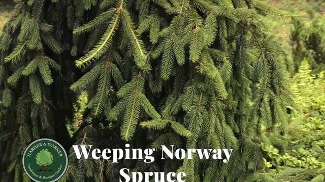 Weeping Norway Spruce смотреть онлайн