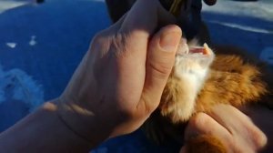 Подрезка зубов у кролика.