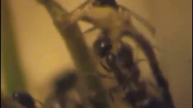 Linepithema humile смотреть онлайн