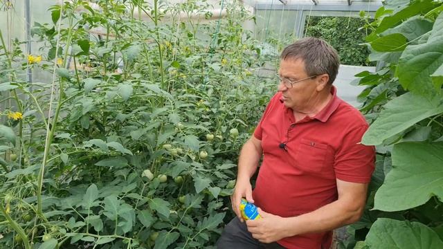 Вершинная гниль на томатах.
