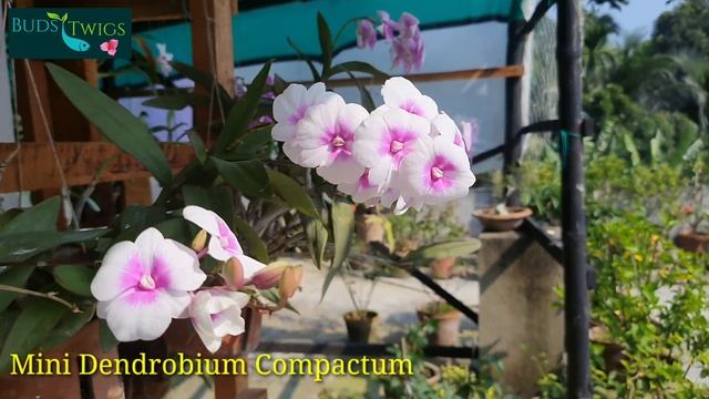 Dendrobium Mini Compactum Pansy Variety. смотреть онлайн