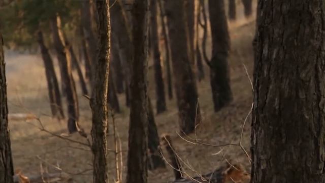 Владимир Бабицкий - Тайны леса смотреть онлайн