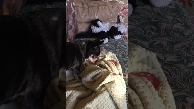 Боня ест колбасу 🐕 смотреть онлайн