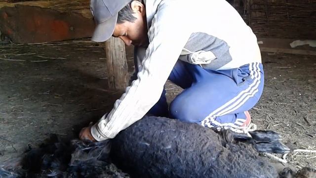 qozy qyrqu / қозы қырқу / стрижка / sheep shearing