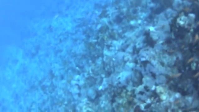 Freediving Египет Шарм-Эль Шейх  2018