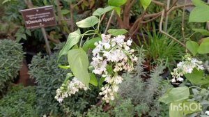 Сады Персии