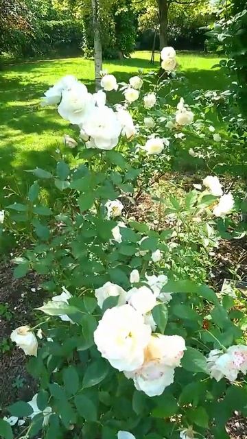 Colourful Roses Piano Flute Music #shorts смотреть онлайн