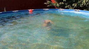 Ежик, рыбалка и бассейн