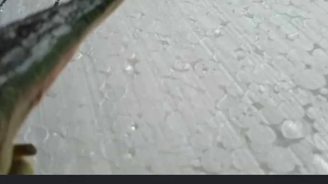 Боевая арена: тирекс против спинозавра/1 серия смотреть онлайн