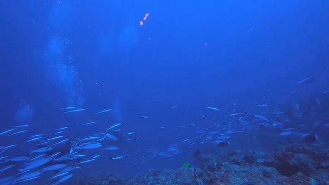 Rose Garden Dive - 27.12.20 смотреть онлайн