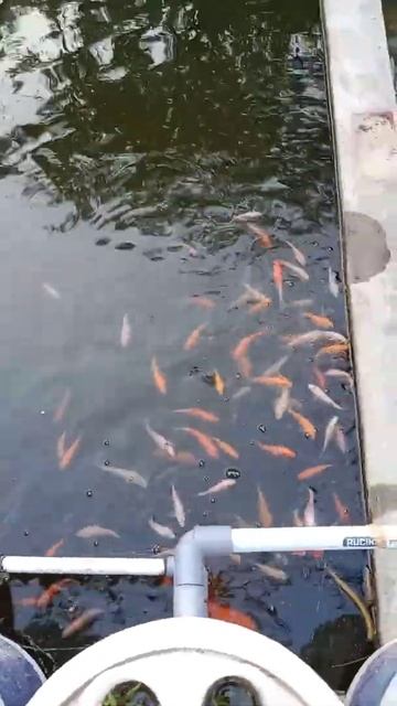 "Budidaya Ikan Nila" (Kolam depan rumah dengan air PDAM) смотреть онлайн