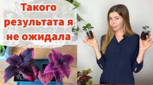 Нужны ли подкормки рассаде и какие?! Мои эксперименты и результаты