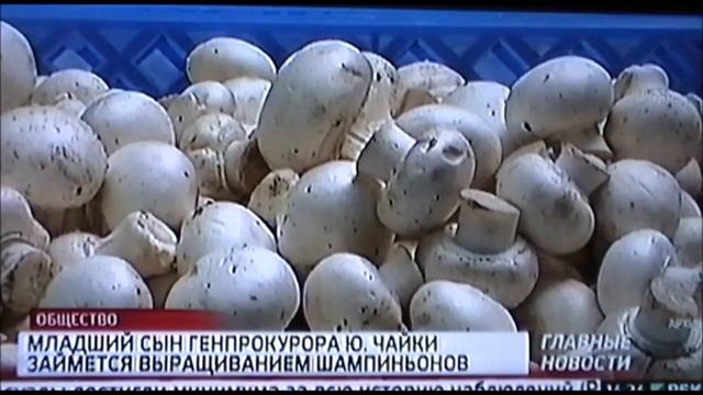 Сын Генпрокурора - займется шампиньонами, а сын Вицепремьера - займет генеральскую должность!