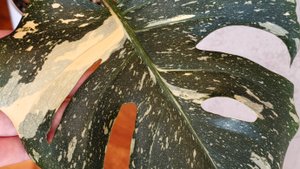 Коллекция монстер