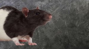 Tushda Sichqon Ko'rish Tabiri