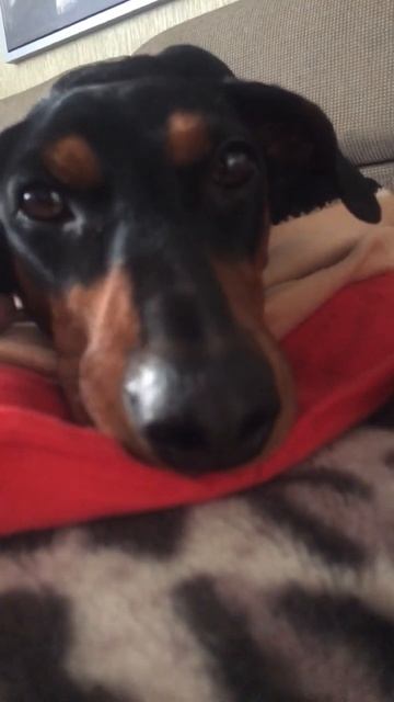 Это феня моя собака немемецкий пинчер смотреть онлайн