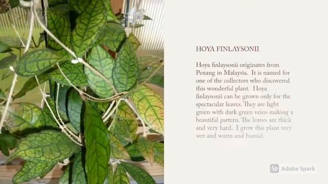 Hoya carnosa Plus Hoya Varieties A to Z смотреть онлайн