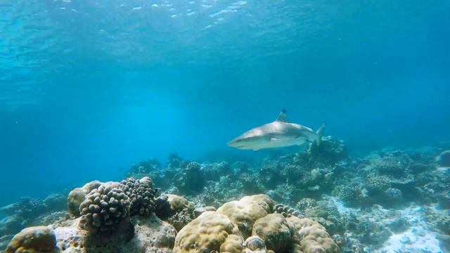 Snorkelling in the Maldives - Sharks at Baros смотреть онлайн