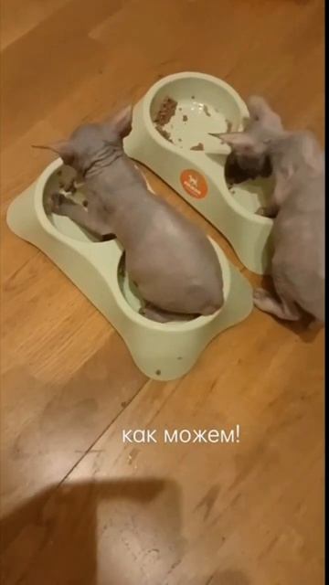 "Покушать" Мы любим! забавные котята Сфинксы смотреть онлайн