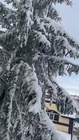 Перезимовали!!!