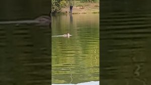 птица Нырок