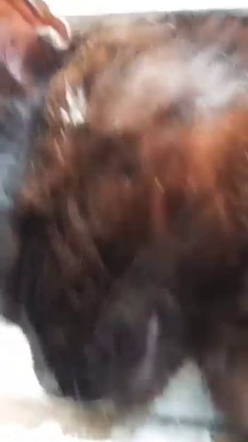 Аякс на окне!!! #рязань #коты #соловьи смотреть онлайн