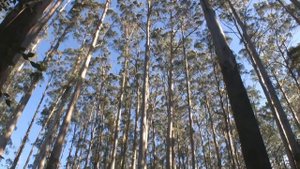 Mountain Ash (Eucalyptus Regnans)