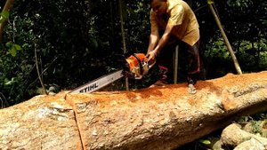 Chain Saw, Stihl Duromatic E, mesin pemotong kayu handal