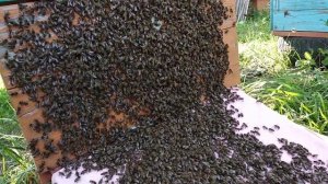 рой сажаю обратно в свой улей.